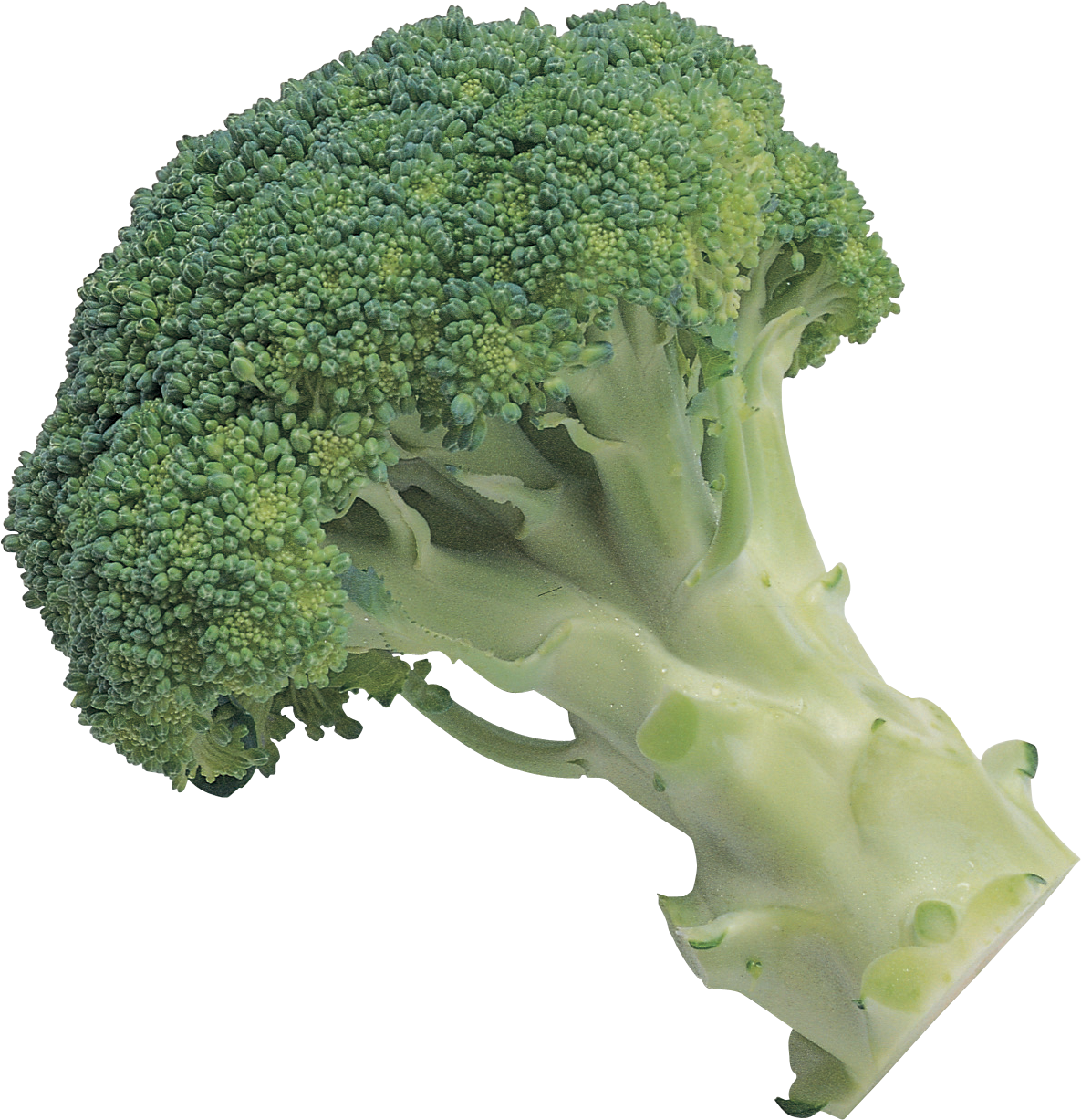 Broccoli Transparent Free PNG