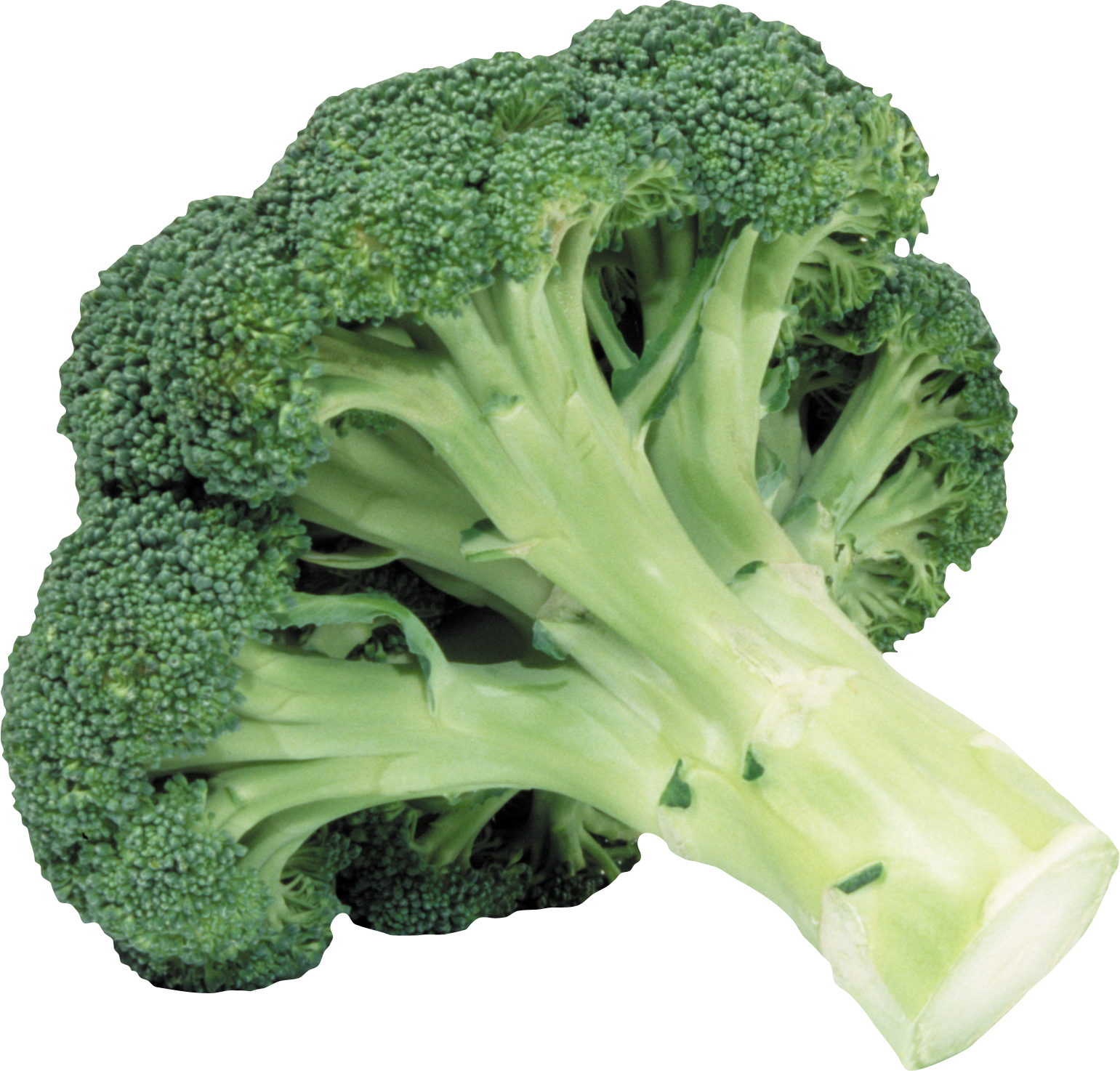 Broccoli Transparent PNG