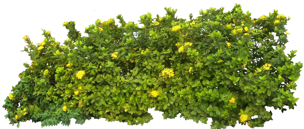 Bushes Free PNG