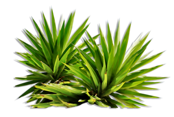 Bushes PNG Pic Background