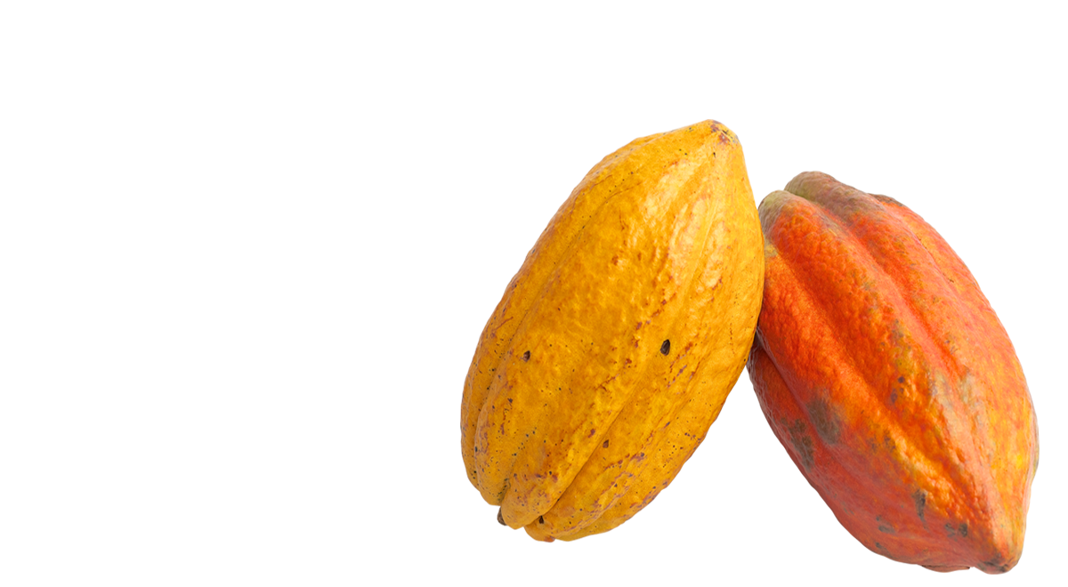 Cacao Background PNG