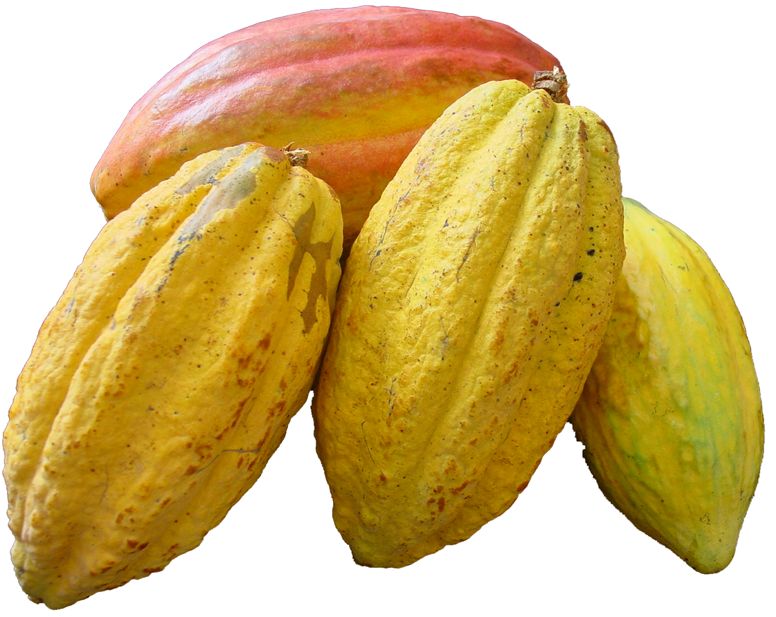 Cacao Free PNG