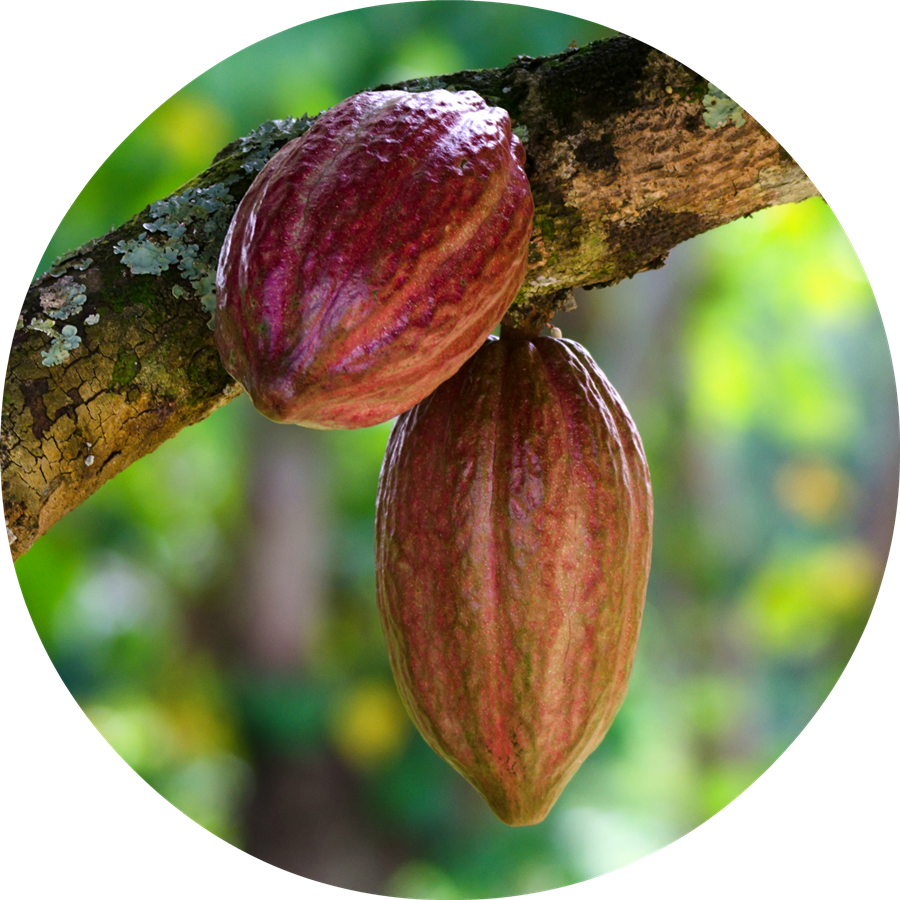 Cacao PNG Clipart Background