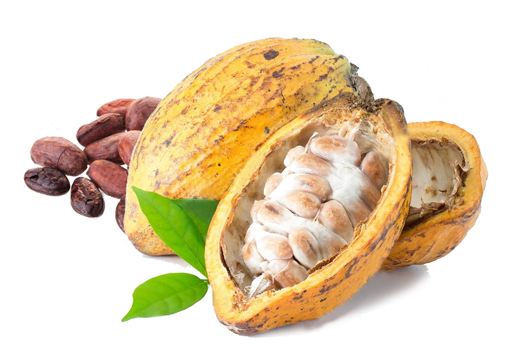 Cacao PNG Free File Download