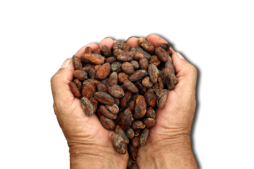 Cacao PNG Photo Image