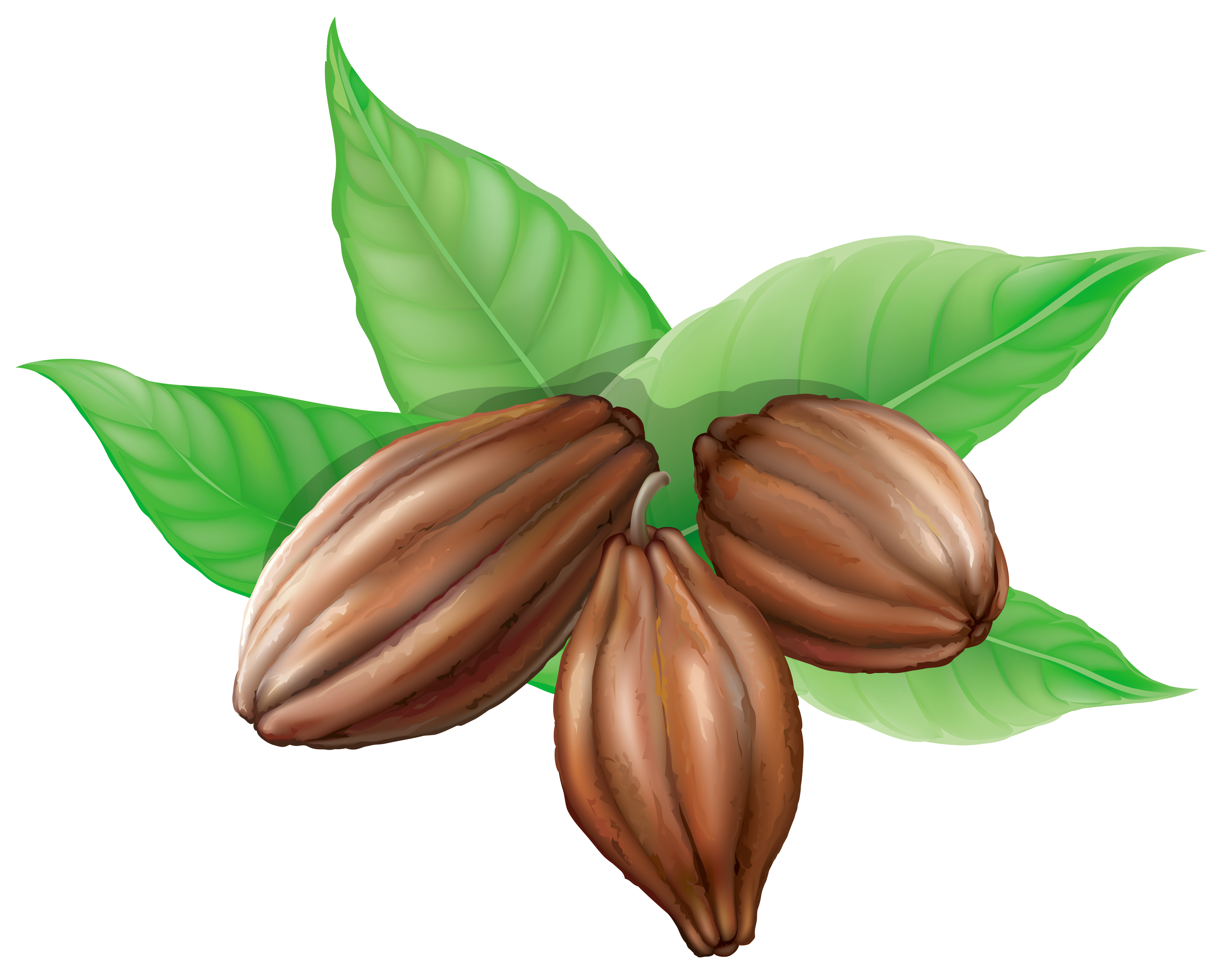 Cacao Transparent Image