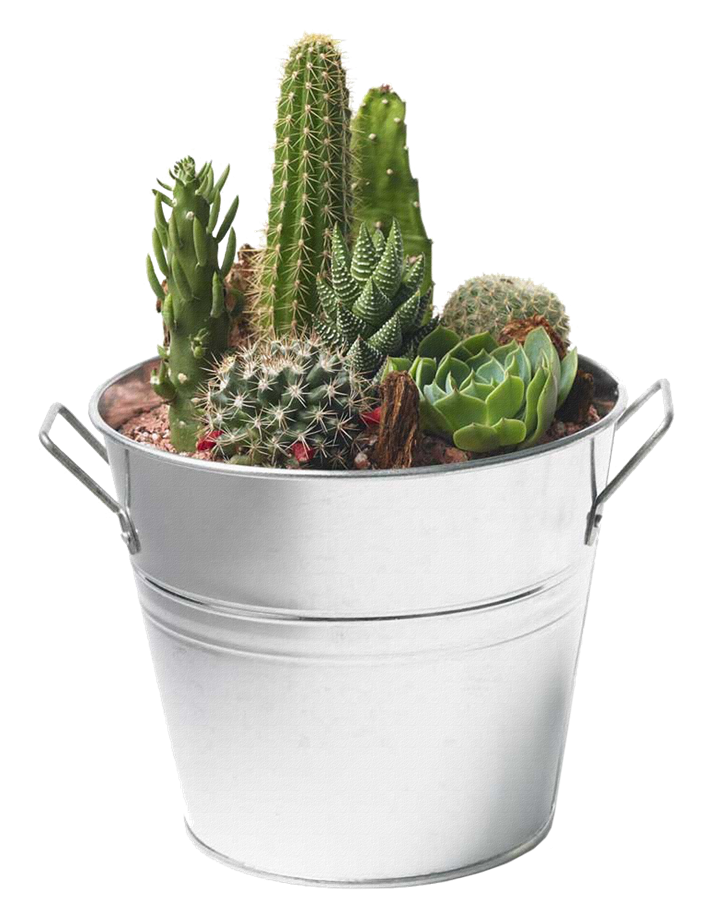 Cactus Background PNG Image