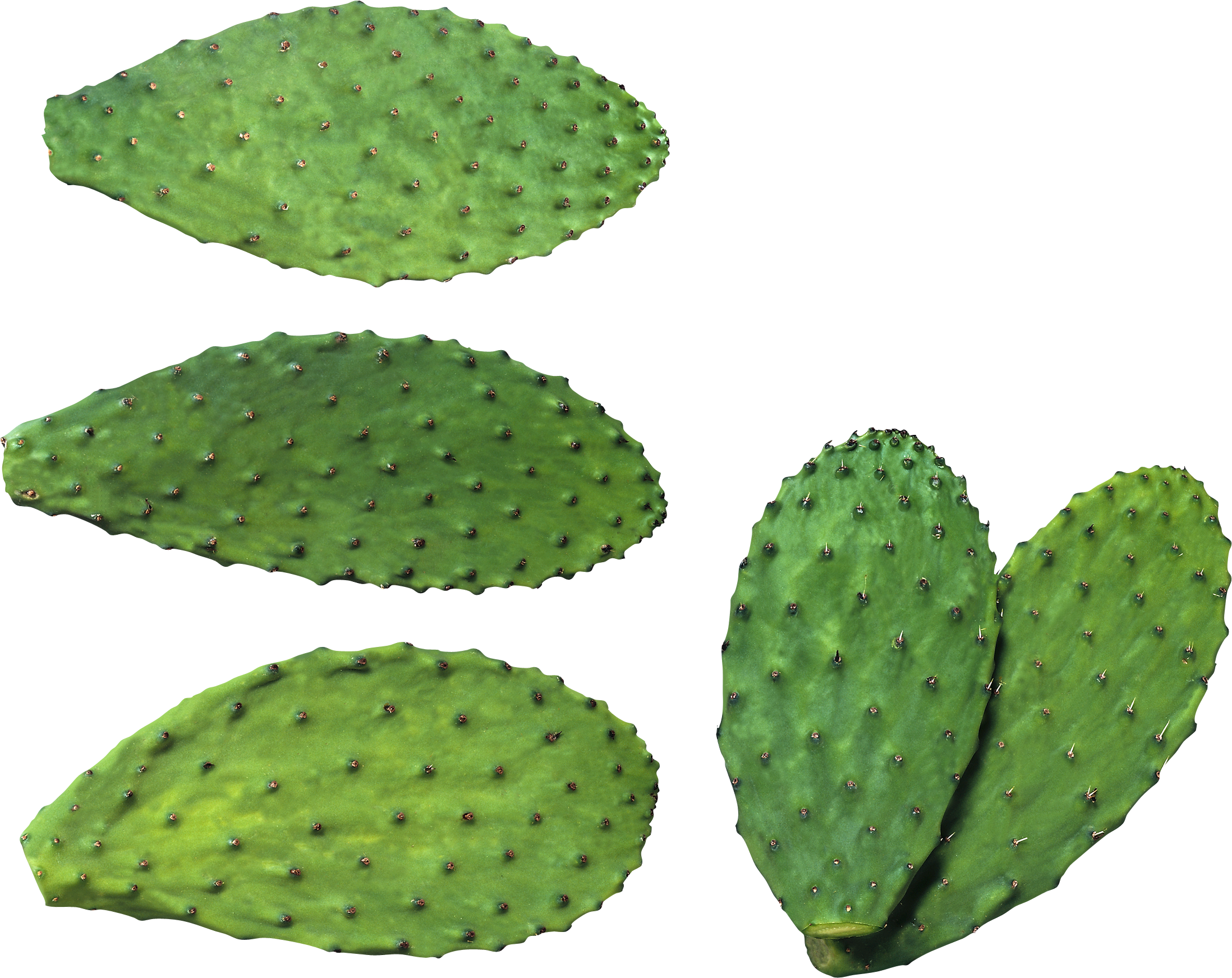 Cactus Background PNG