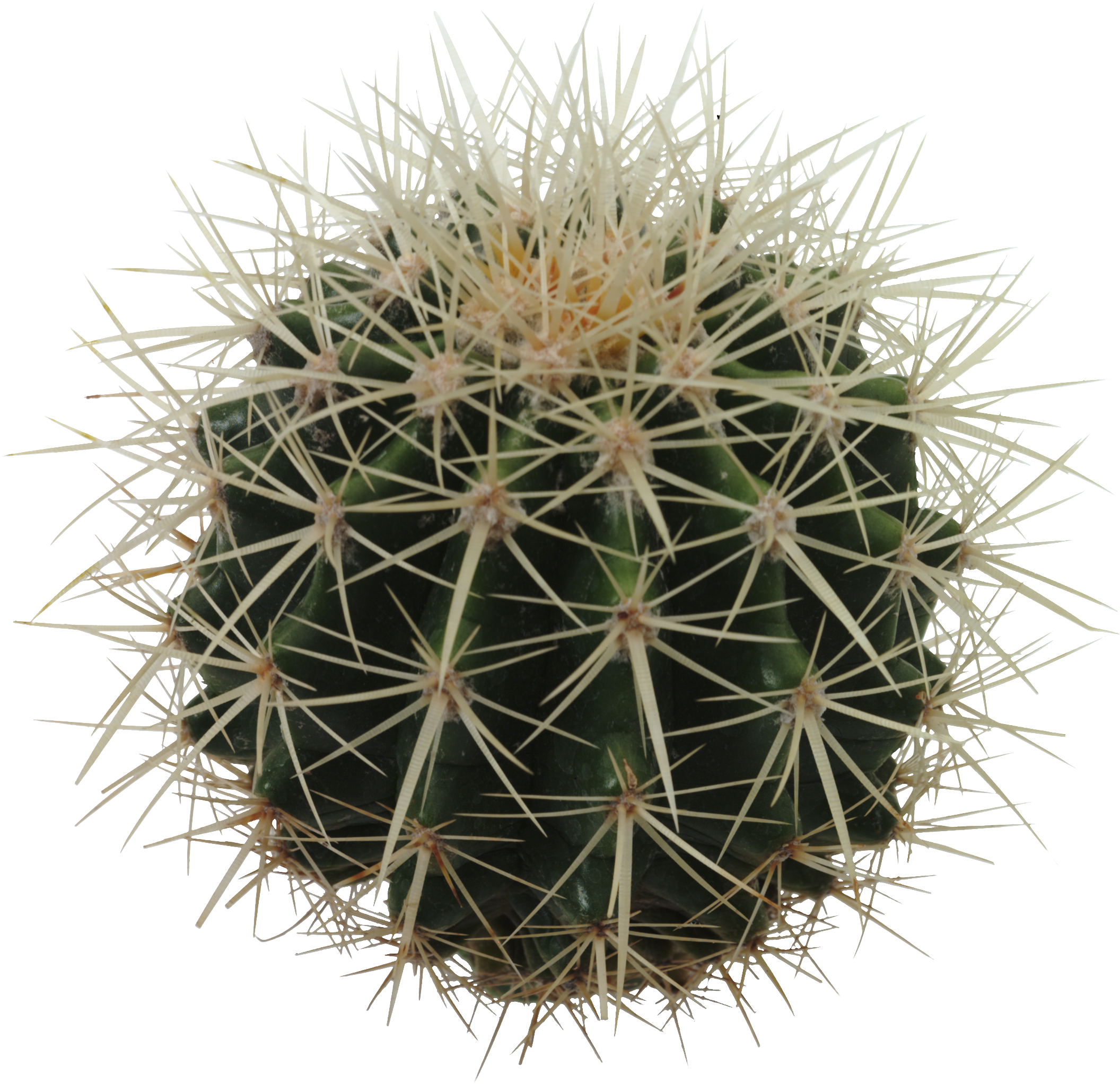 Cactus Download Free PNG