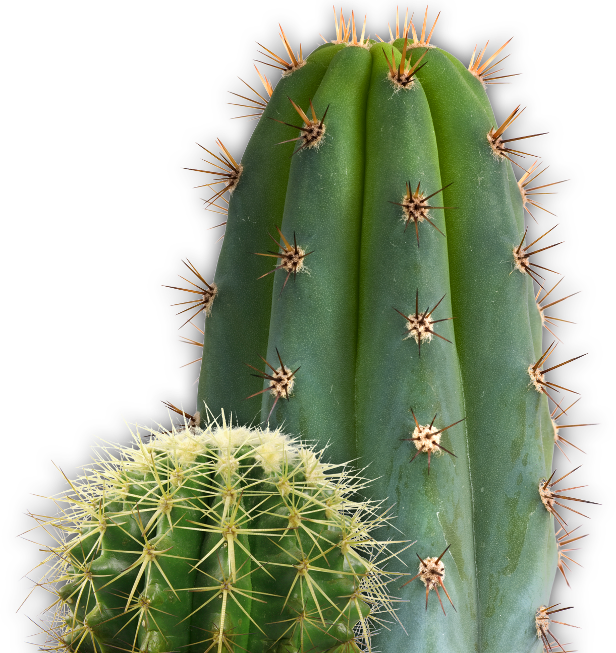 Cactus No Background