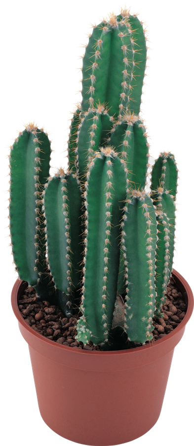 Cactus PNG Background