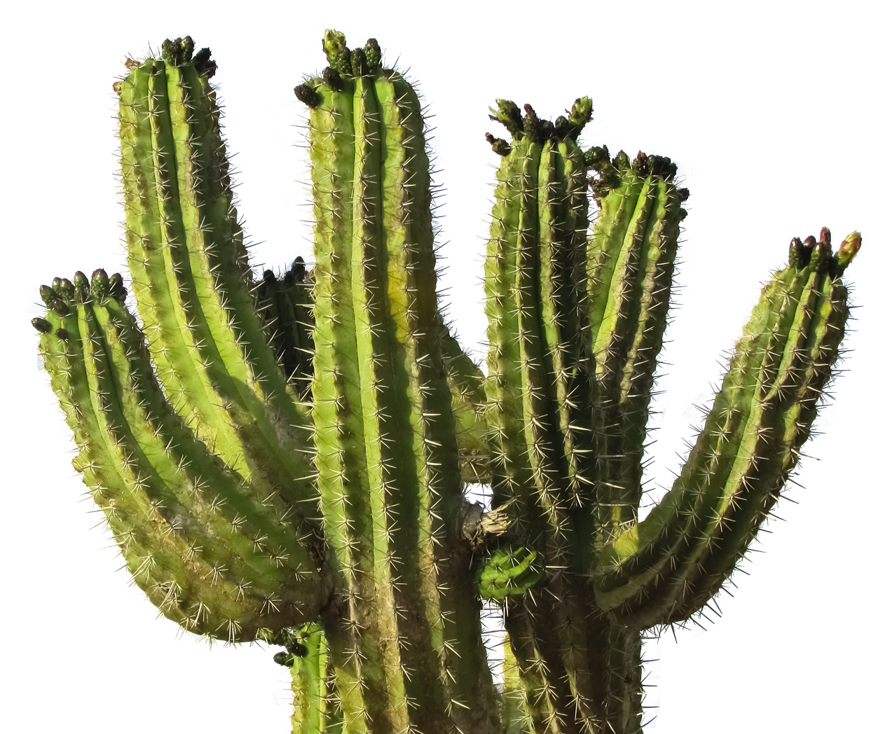 Cactus PNG Free File Download