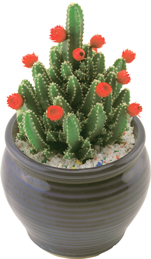 Cactus PNG HD Quality