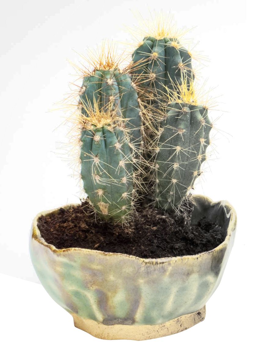 Cactus PNG Images HD