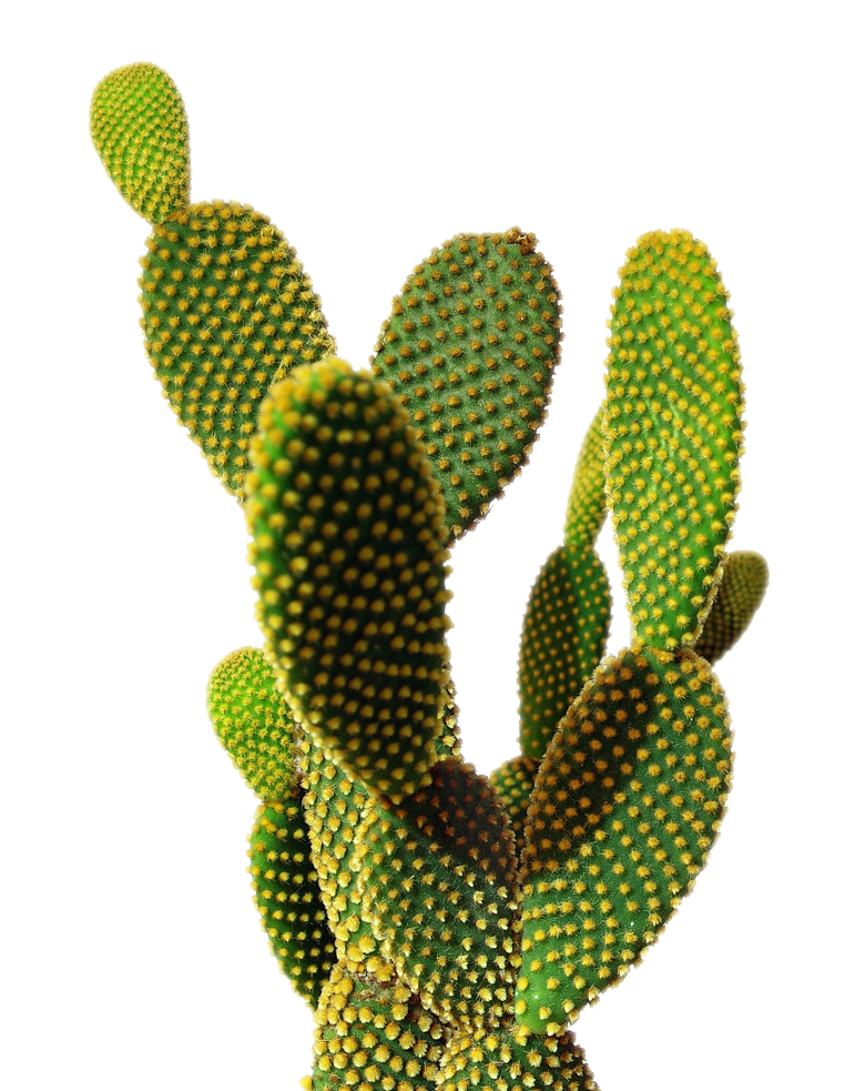 Cactus PNG Photos