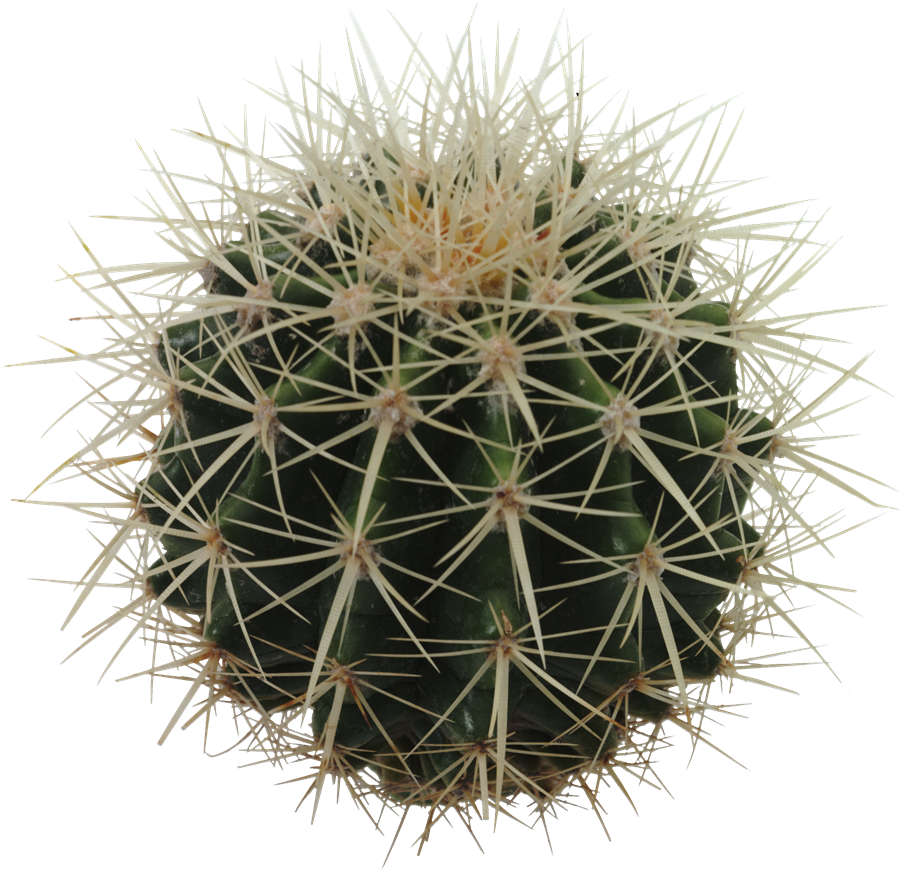 Cactus PNG Pic Background