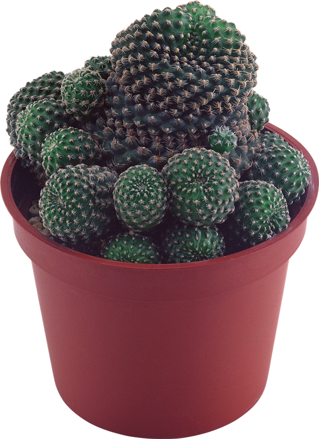 Cactus Transparent Background