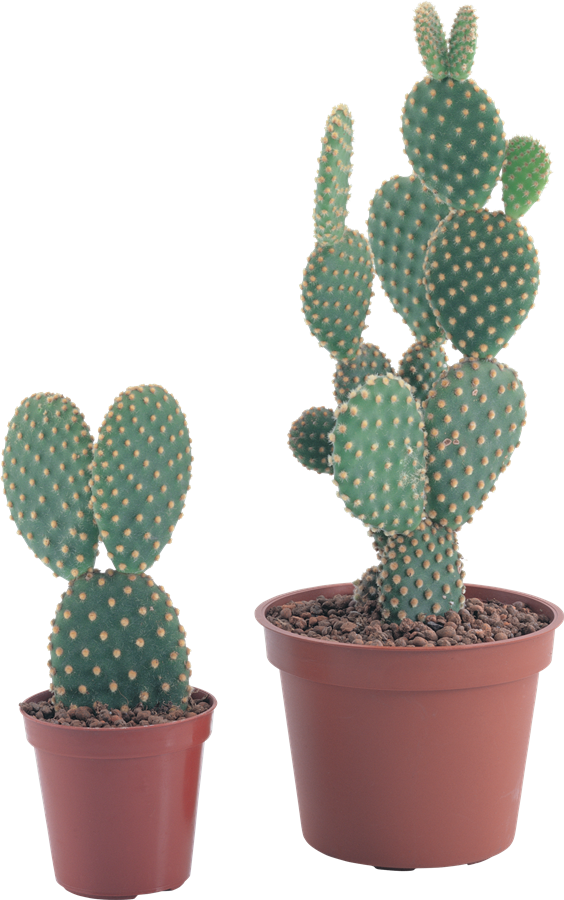 Cactus Transparent File