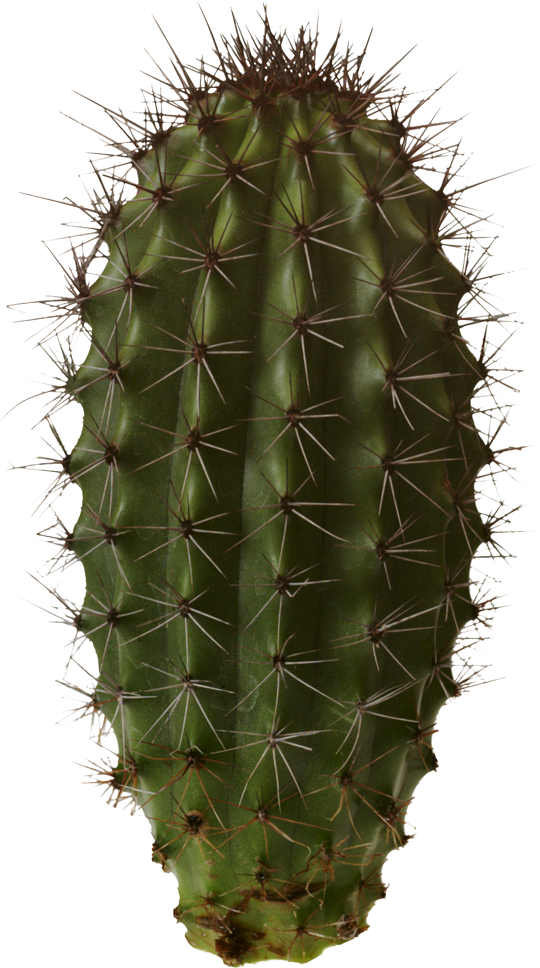 Cactus Transparent Image
