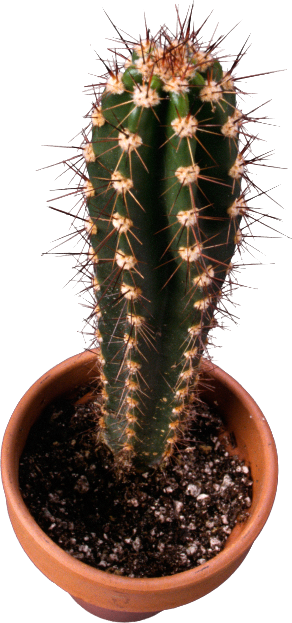 Cactus Transparent Images