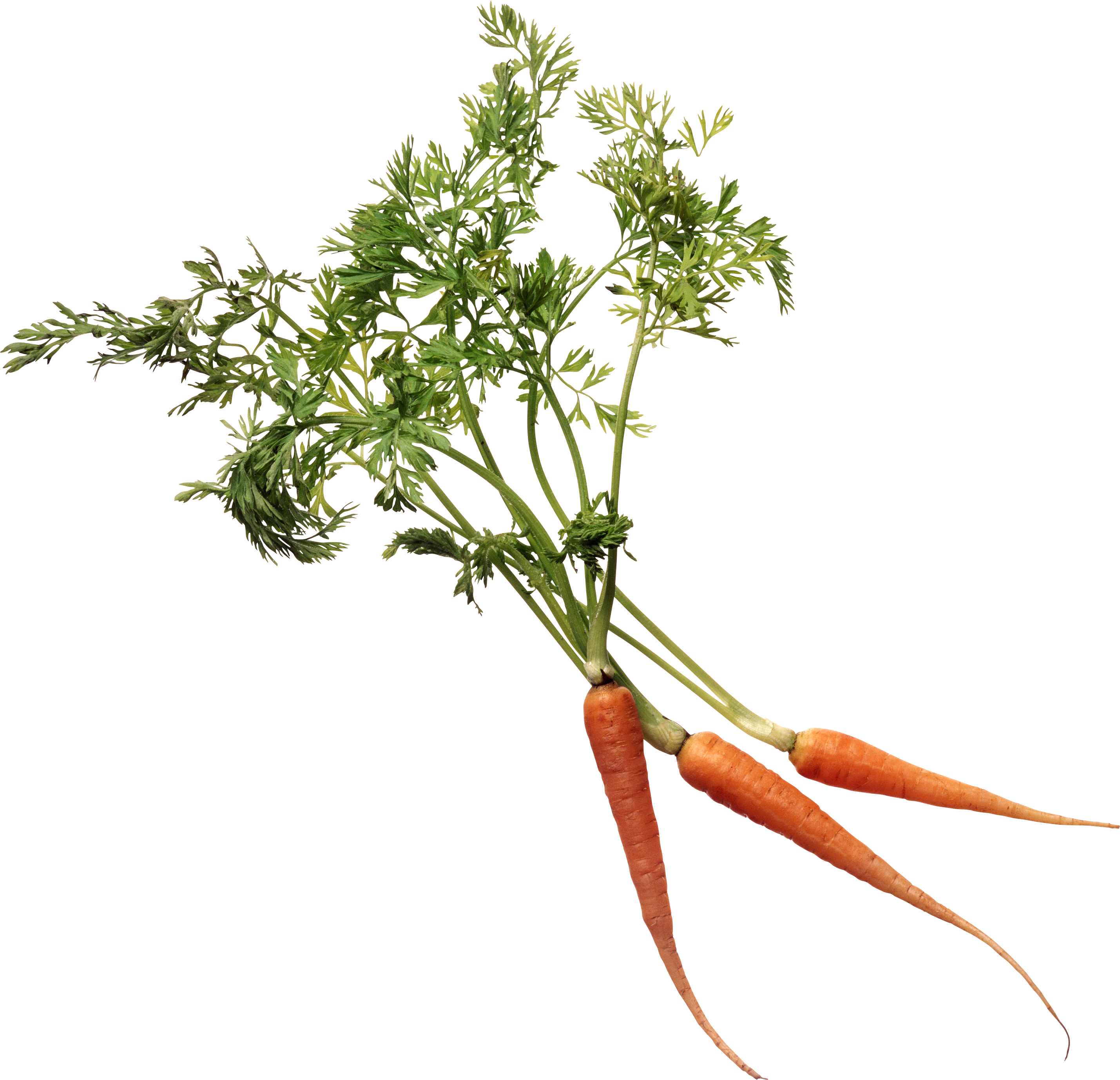 Carrot Background PNG Image
