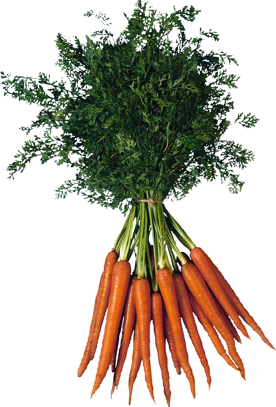 Carrot Download Free PNG