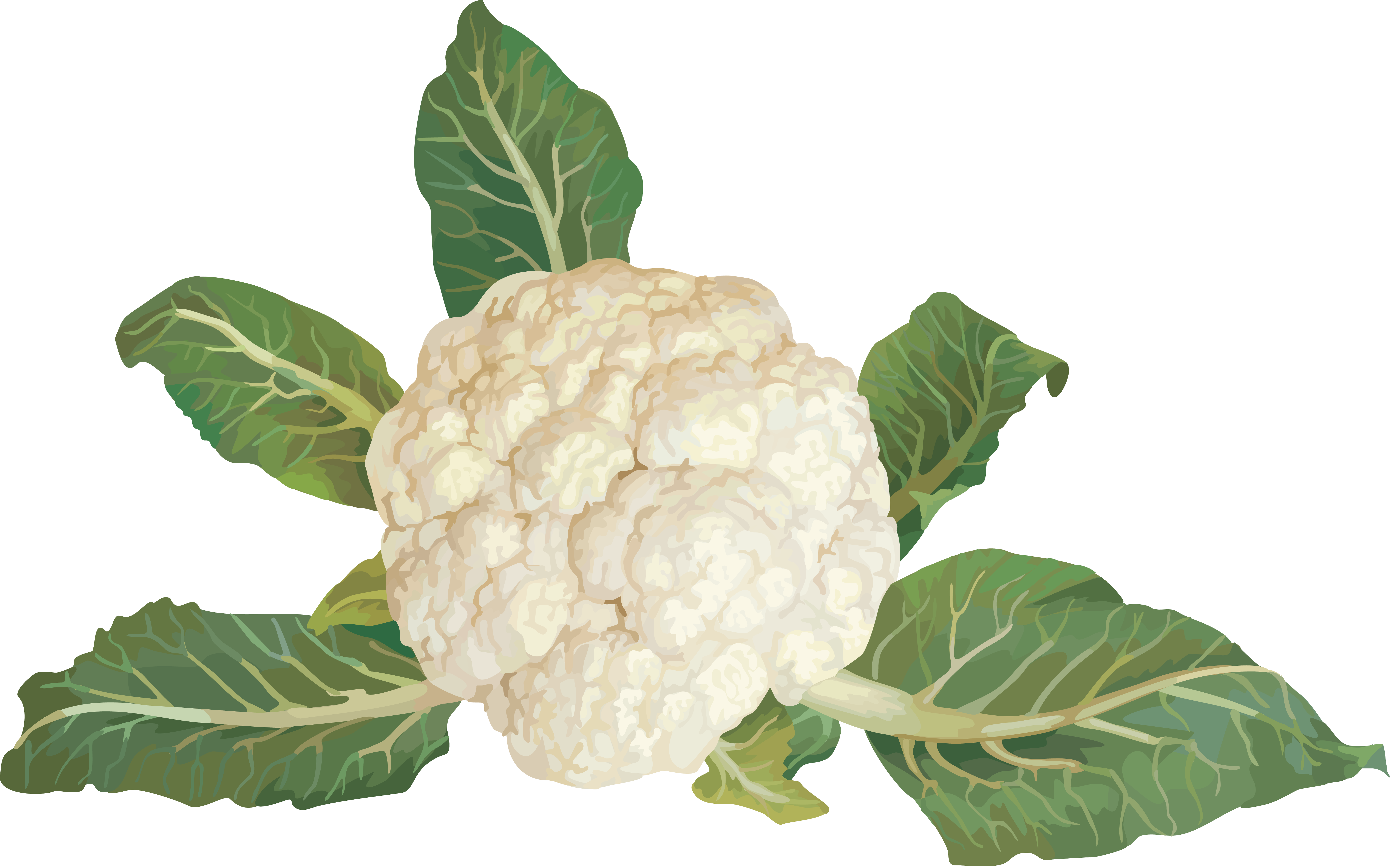 Cauliflower Background PNG
