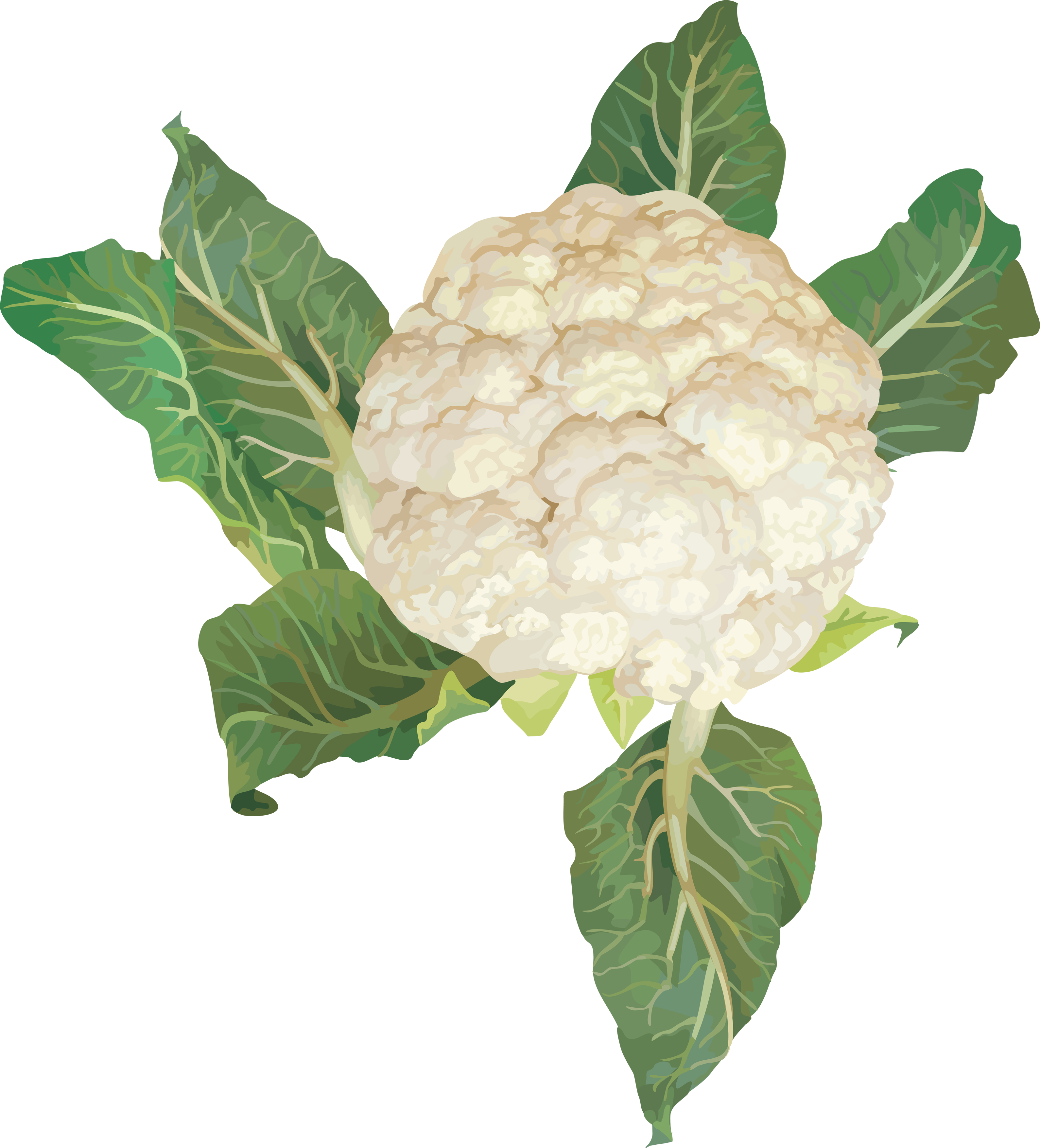 Cauliflower PNG Free File Download