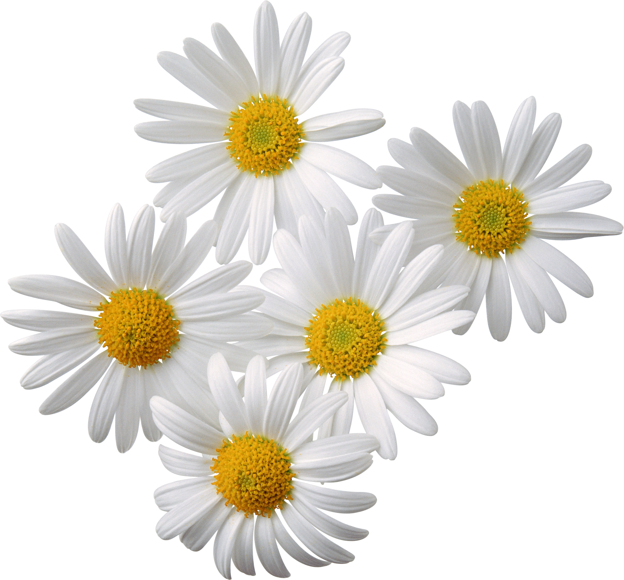 Chamomile Free PNG