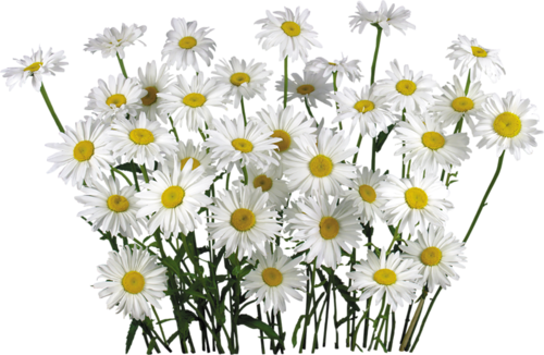Chamomile PNG Clipart Background