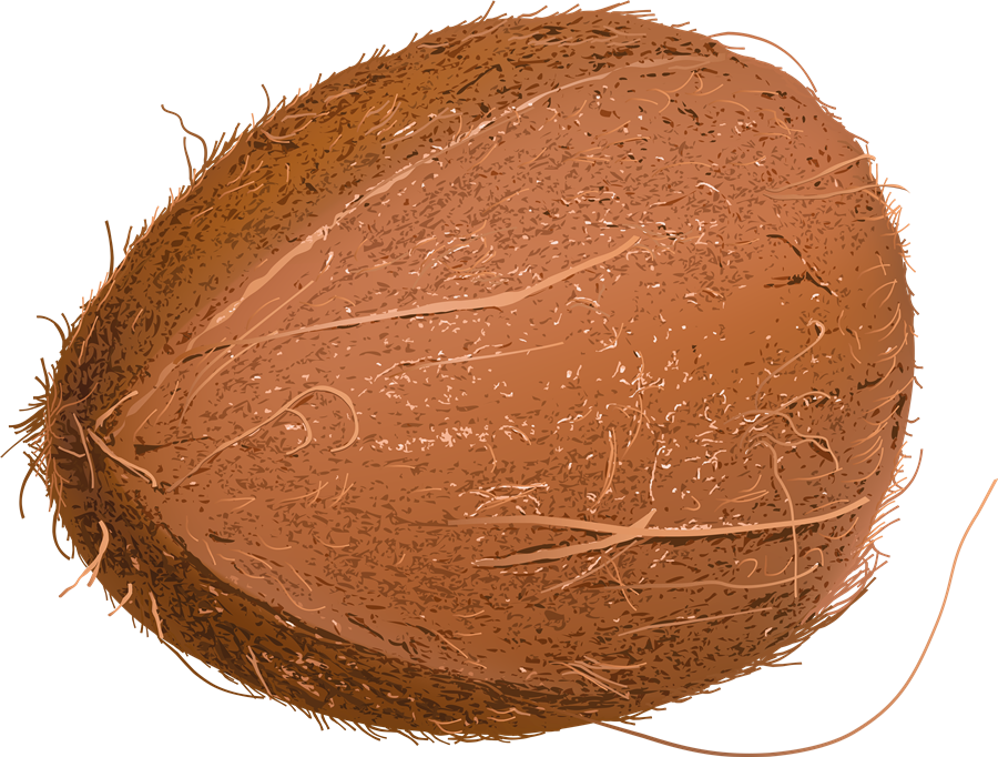 Coconut Png Free File Download Png Play