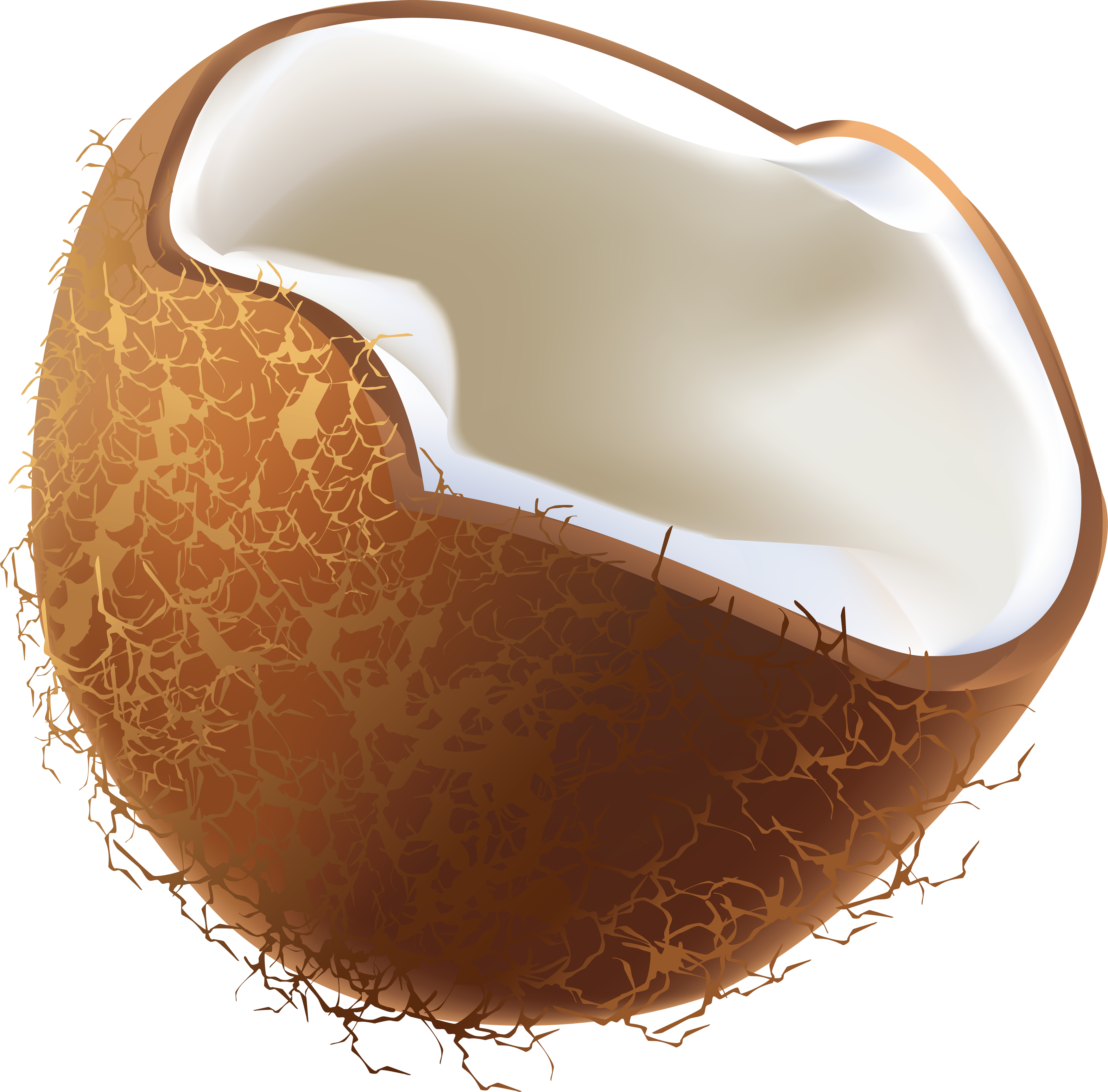 Coconut PNG Photos