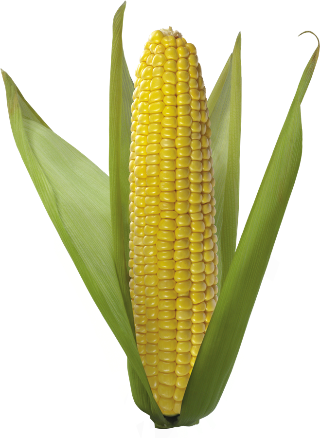 Corn Download Free PNG