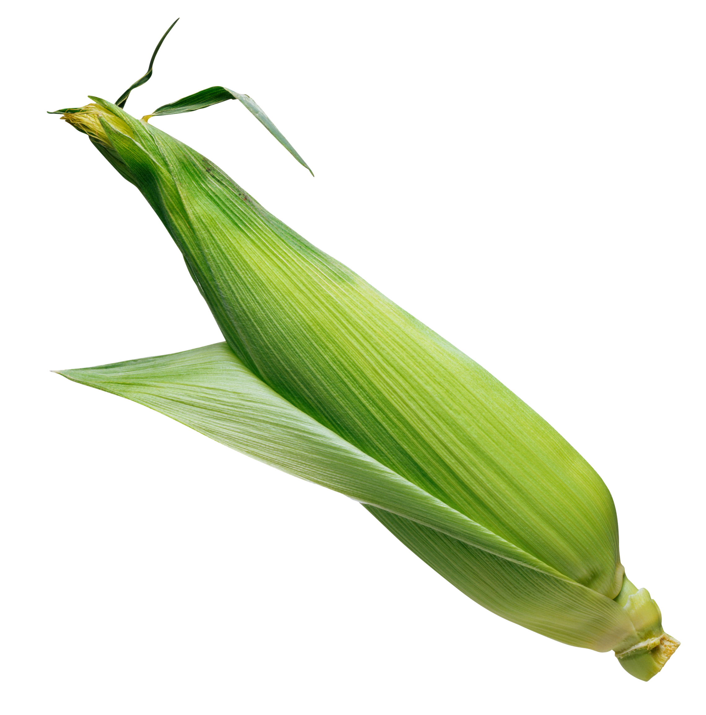 Corn No Background