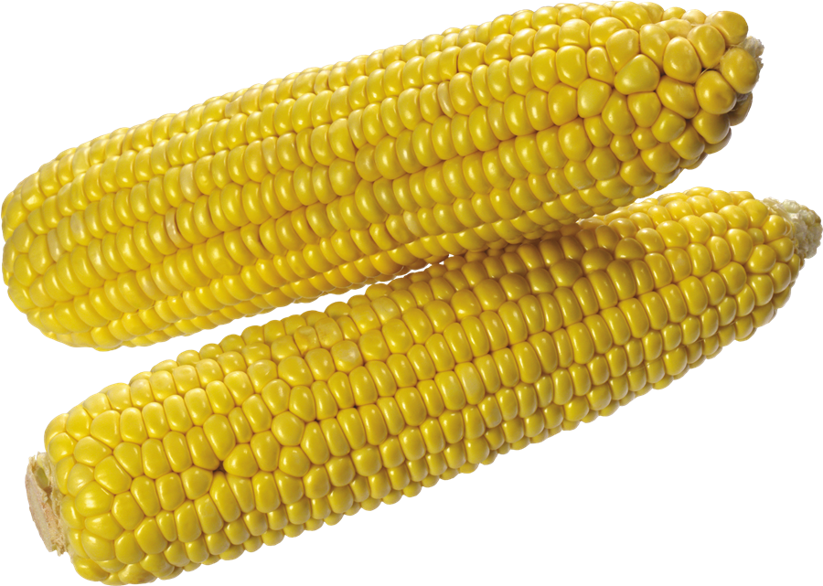 Corn PNG Clipart Background