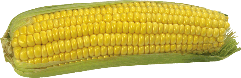 Corn PNG Free File Download