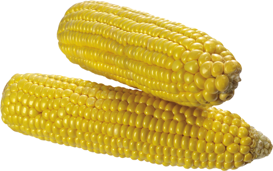 Corn PNG HD Quality