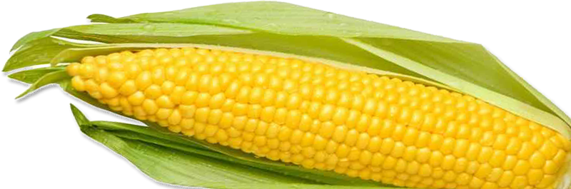 Corn PNG Images HD