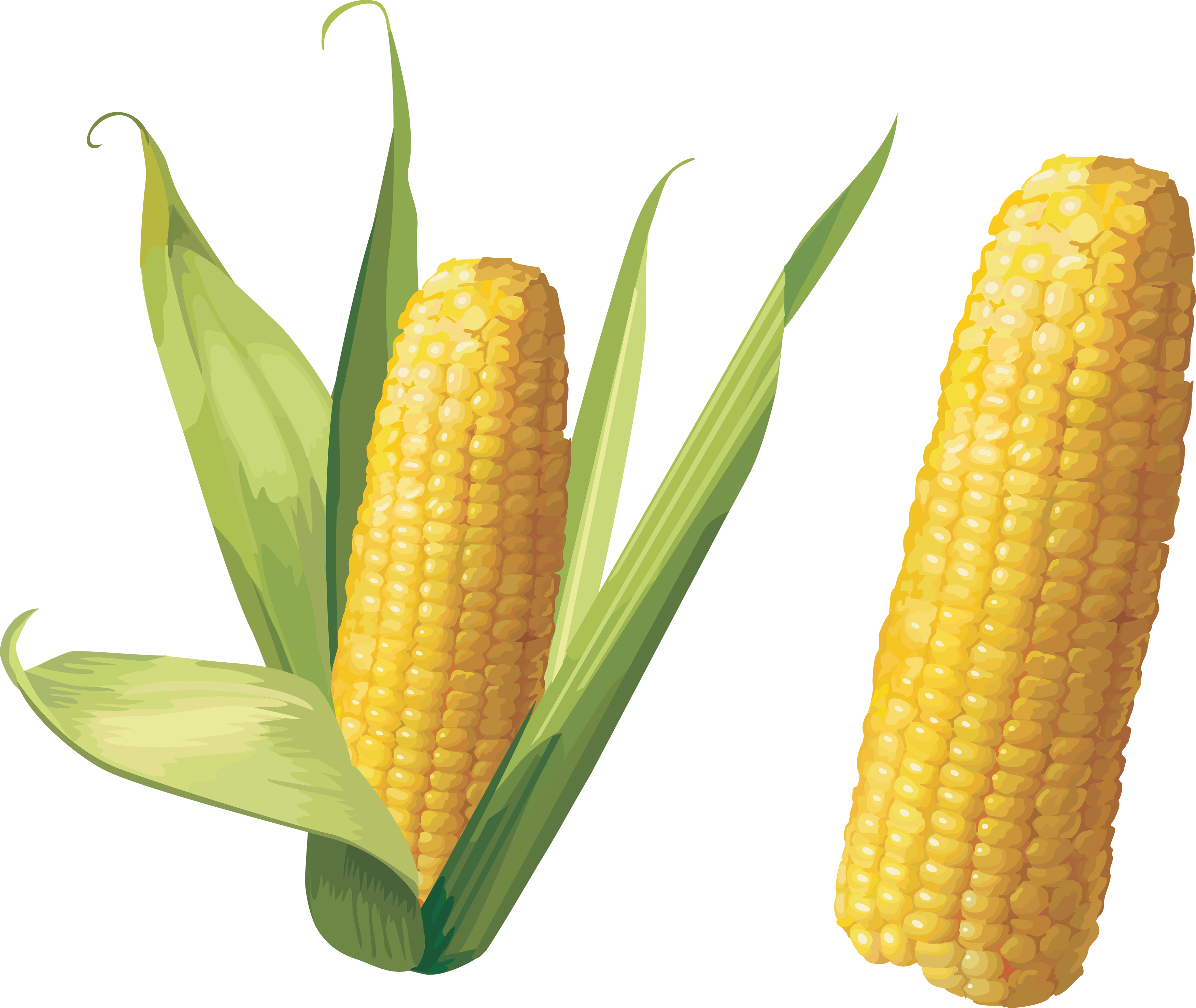 Corn PNG Photo Image