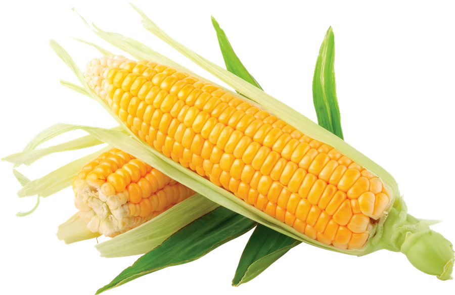 Corn Transparent Background