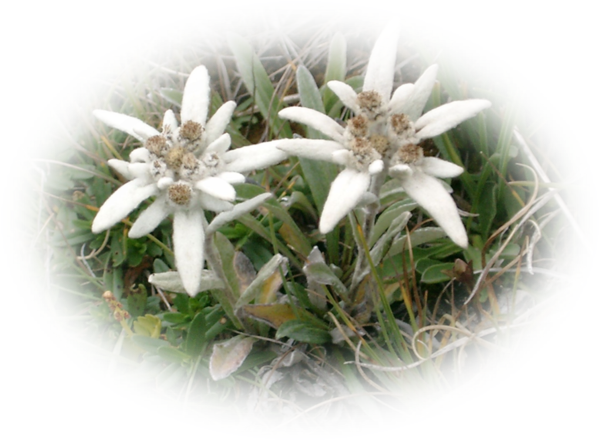 Edelweiss Download Free PNG