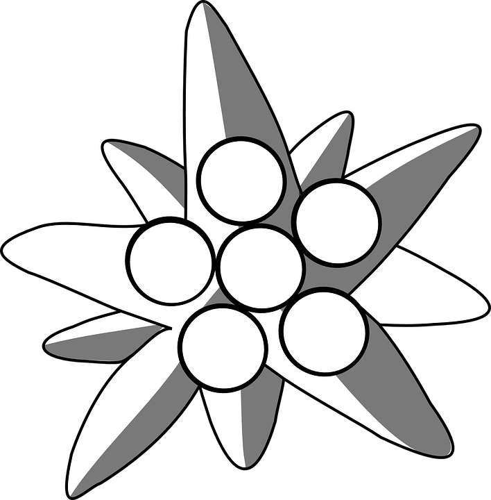 Edelweiss PNG HD Quality