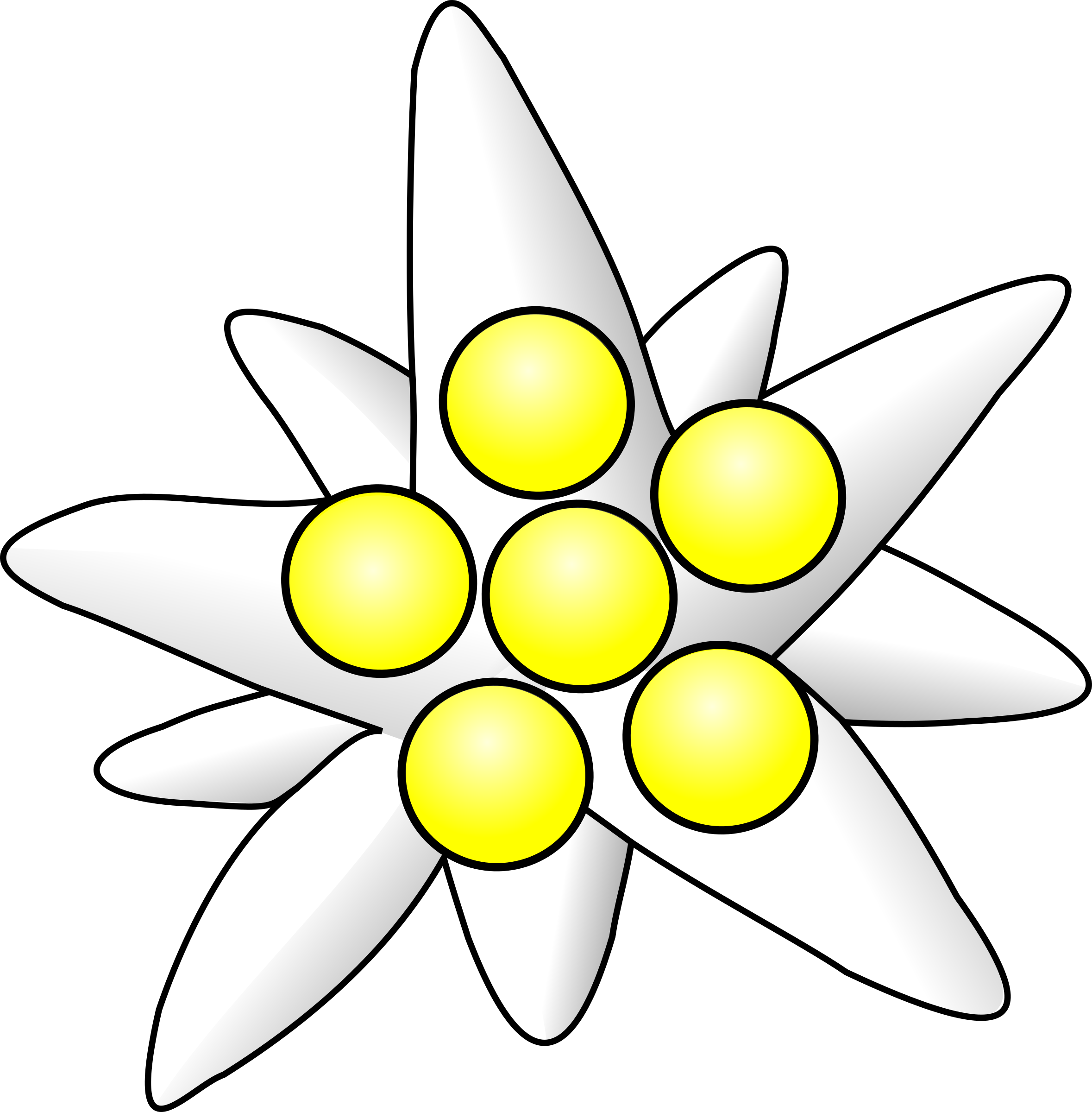 Edelweiss PNG Photos
