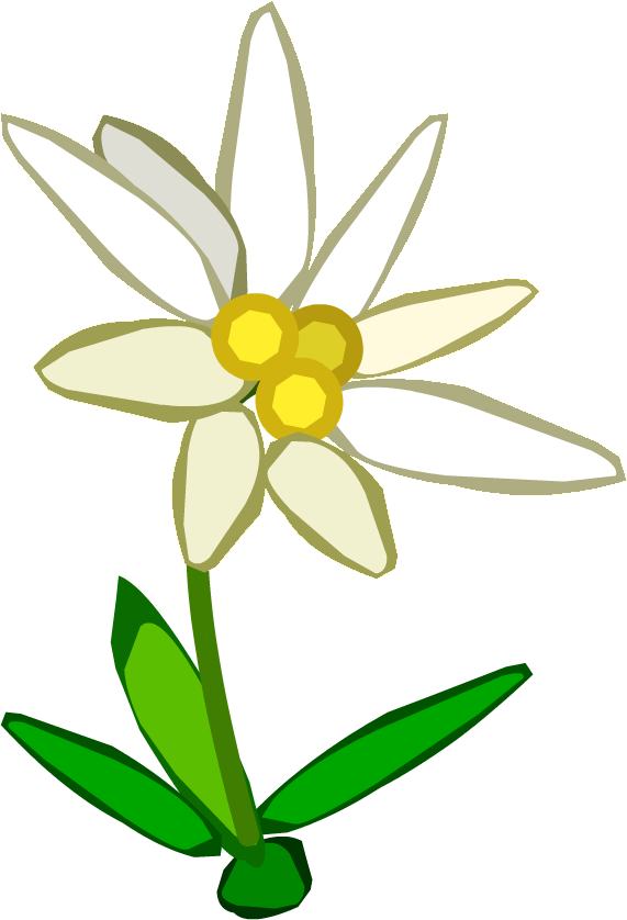 Edelweiss PNG Pic Background