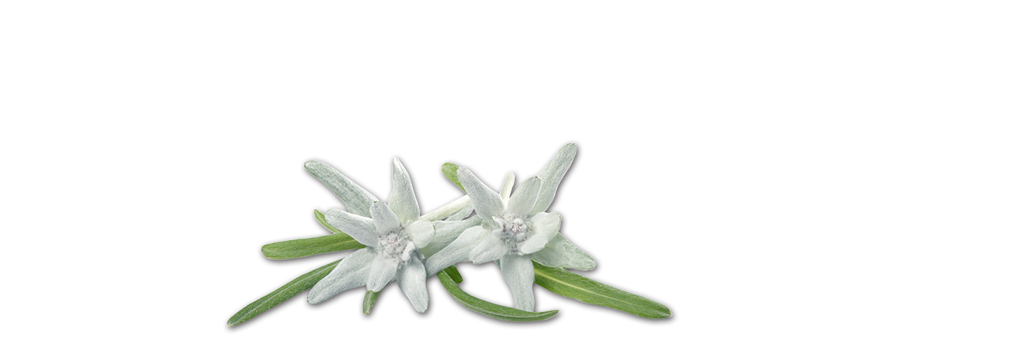 Edelweiss Transparent Background