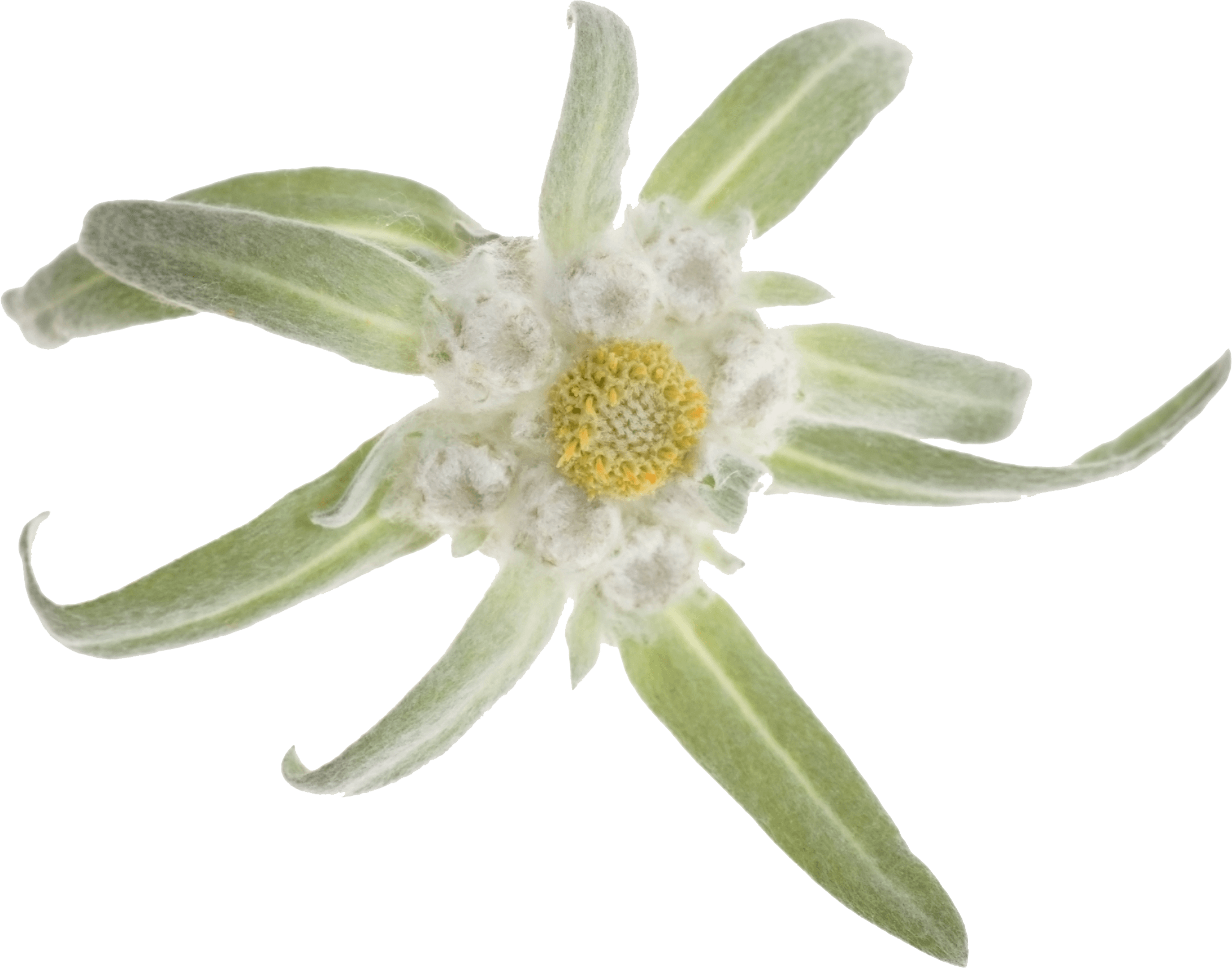 Edelweiss Transparent Free PNG