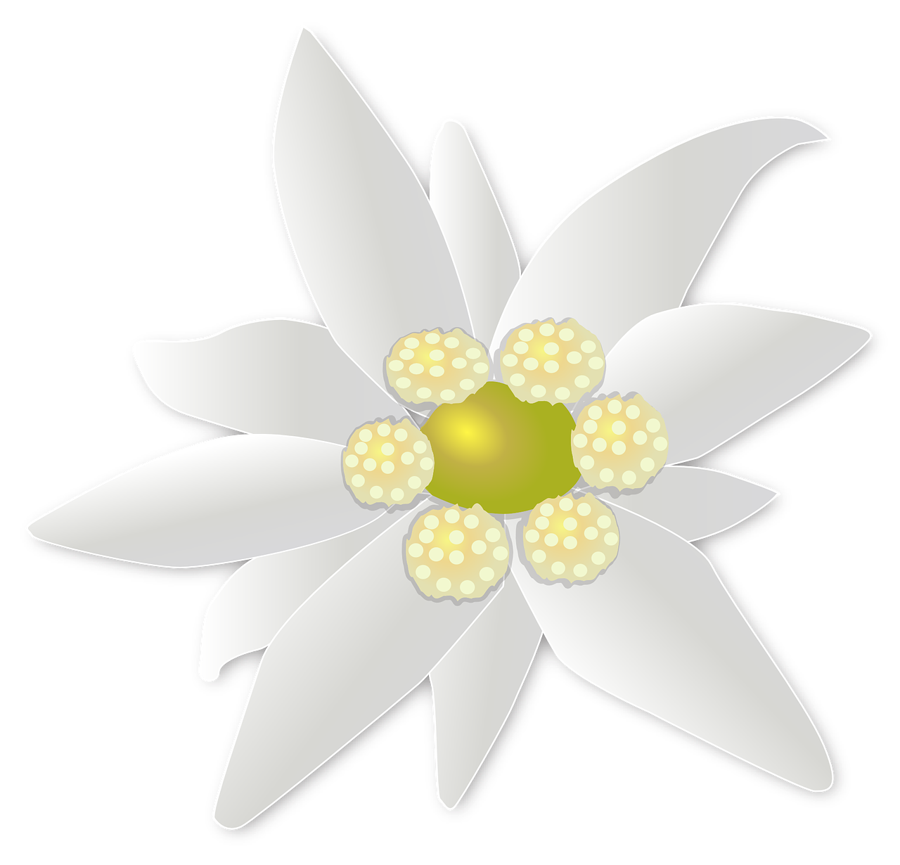 Edelweiss Transparent Images