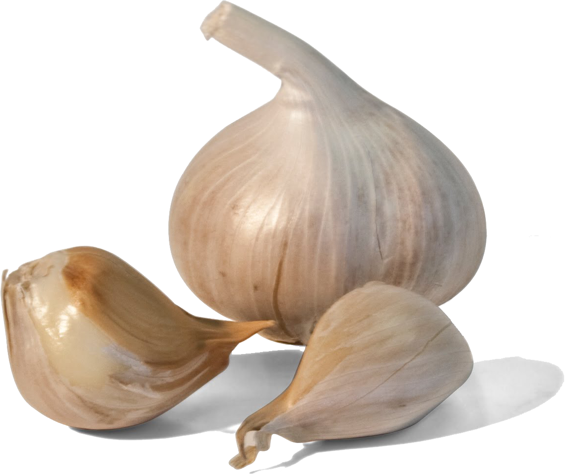 Garlic Download Free PNG