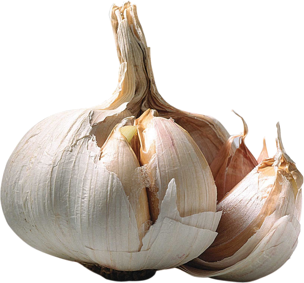 Garlic PNG Clipart Background