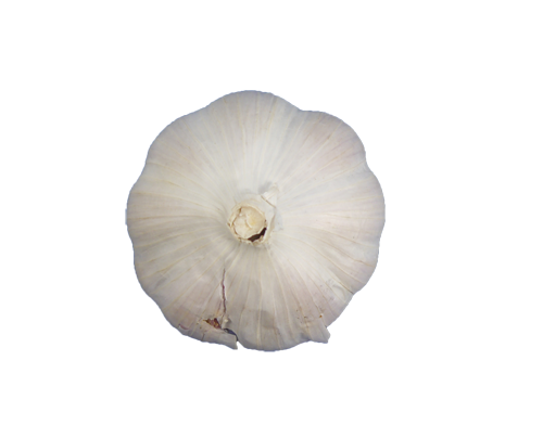 Garlic PNG Pic Background